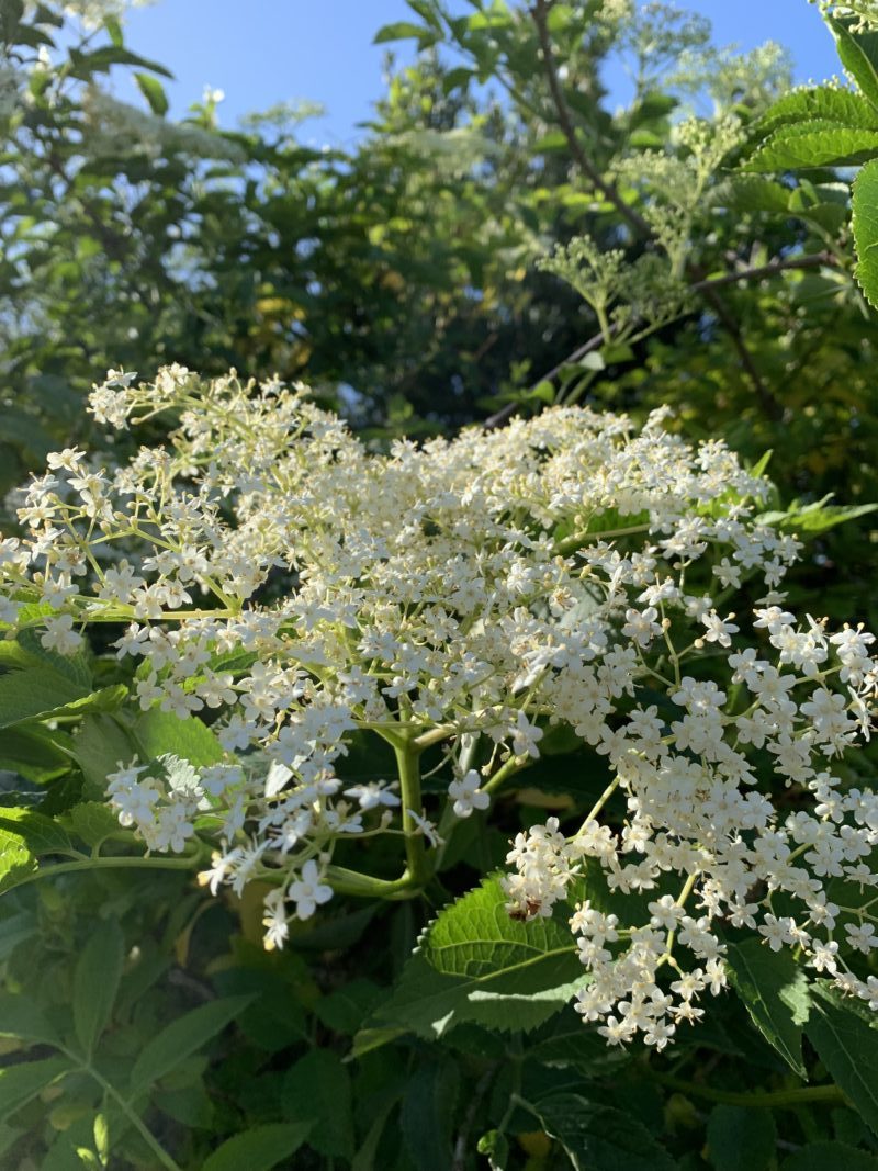 La Recette Du Sirop De Fleurs De Sureau Du Livre De Viveka